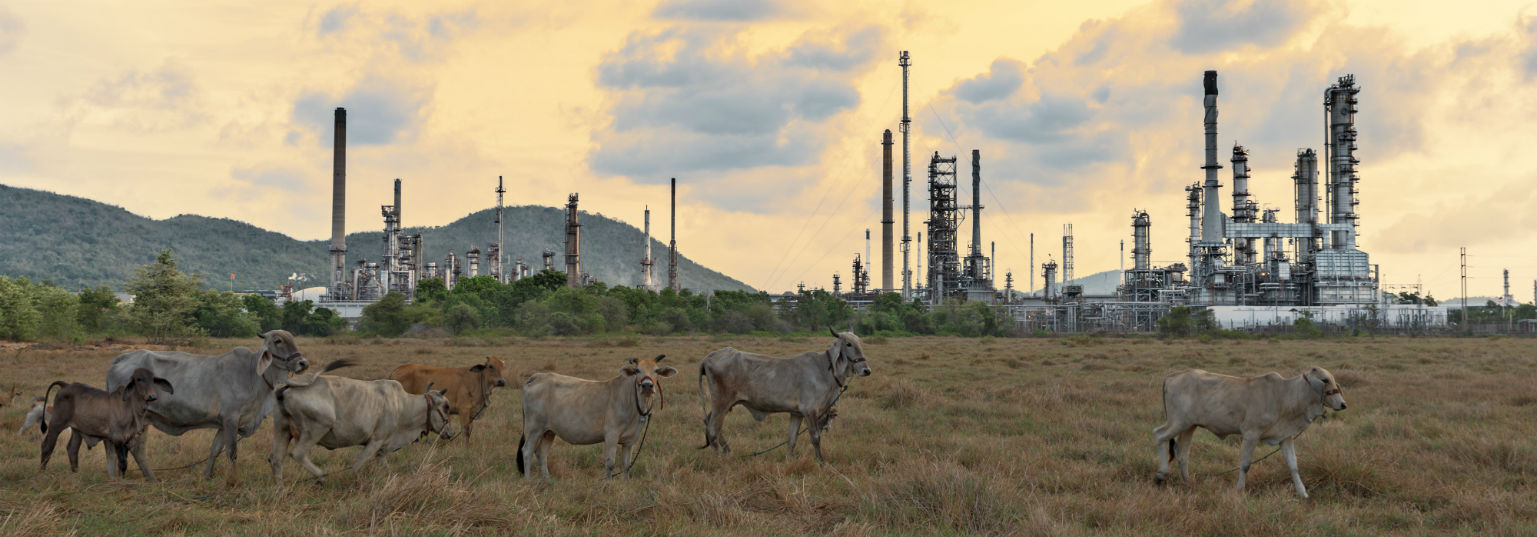Are we facing the Sixth Mass Extinction?