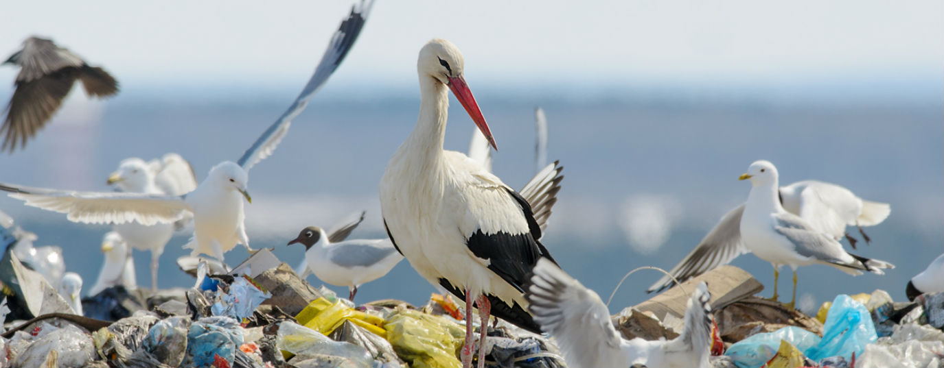 The waste the planet cannot digest: how long it takes to decay