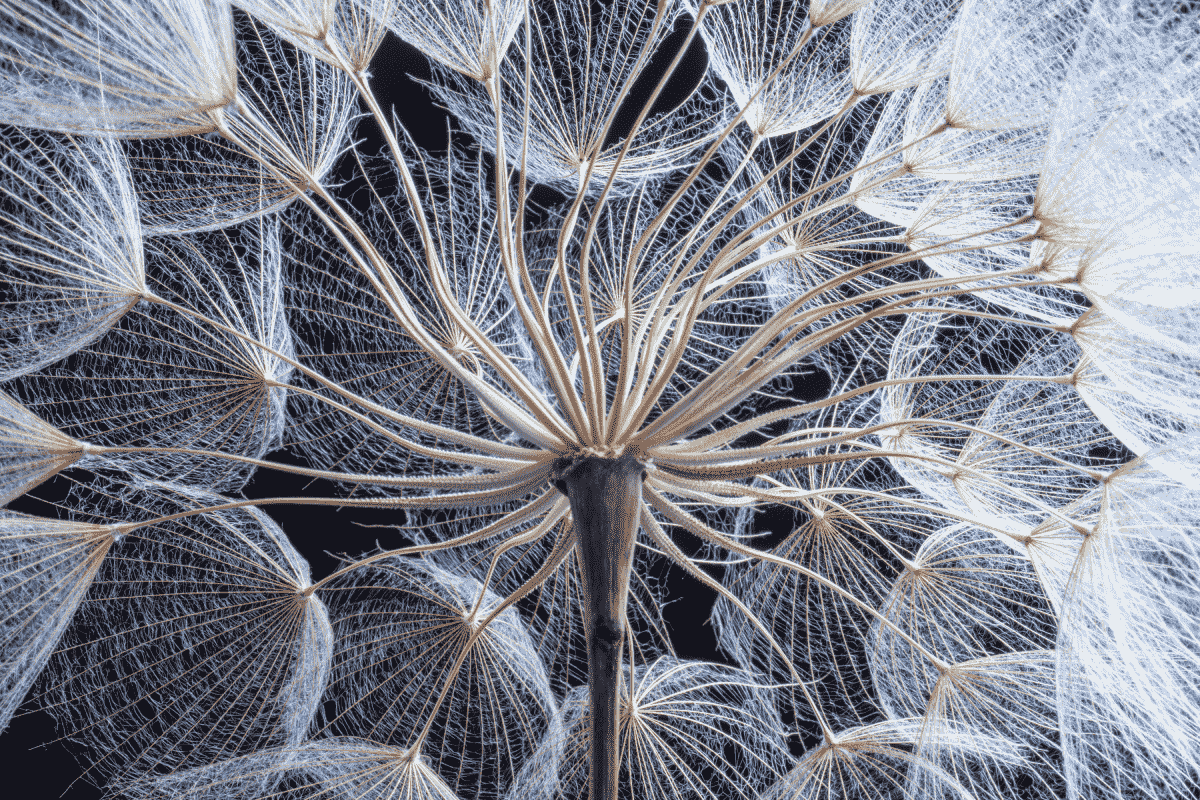 Ecosystem services and why they are vital for humans
