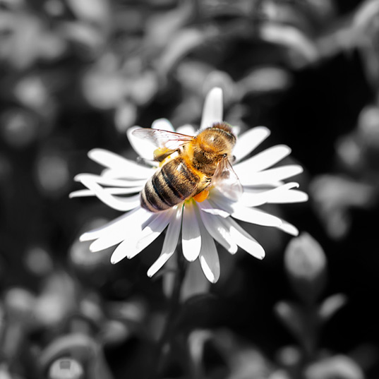 Science Steps Up to Save the Bees: Here’s How We Can Help