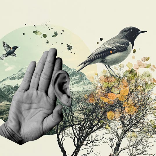 Nature fades to deafening silence 